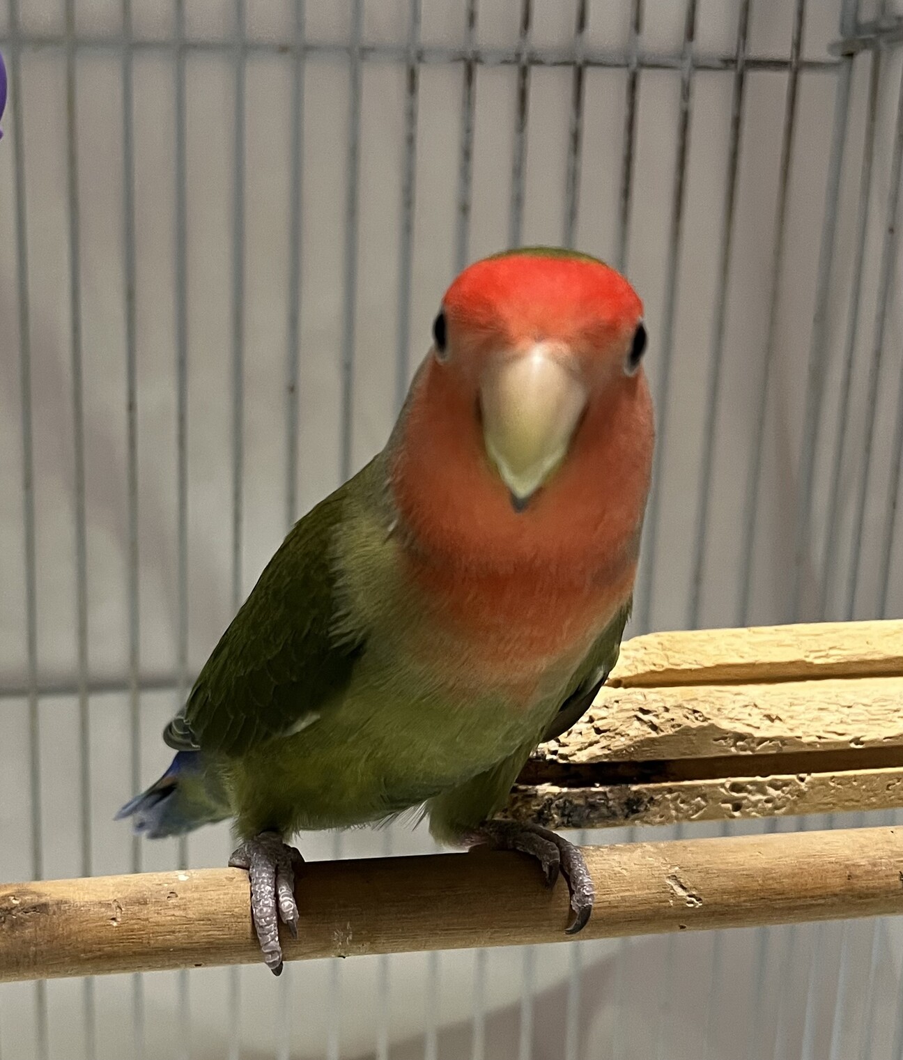 コザクラインコ」大阪府 - 鳥の里親募集(543106) :: ペットのおうち