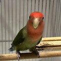 コザクラインコ