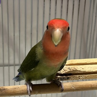 コザクラインコ