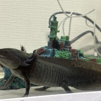おそば