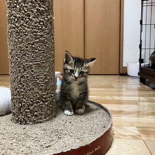 ありがとうございました★可愛い雉白ヨロコくん