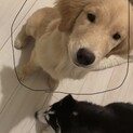 ゴールデンレトリーバー　2歳