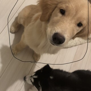 ゴールデンレトリーバー　2歳