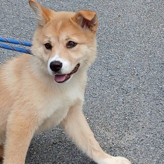 可愛い野犬の仔犬【ひかり】ちゃん
