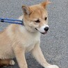 可愛い野犬の仔犬【ひかり】ちゃん サムネイル2