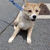 可愛い野犬の仔犬【ひかり】ちゃん サムネイル3