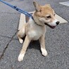 可愛い野犬の仔犬【ひかり】ちゃん サムネイル4