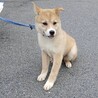 可愛い野犬の仔犬【ひかり】ちゃん サムネイル5