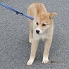 可愛い野犬の仔犬【ひかり】ちゃん サムネイル6