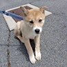 可愛い野犬の仔犬【ひかり】ちゃん サムネイル7