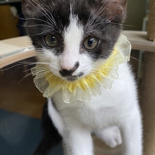 おぼっちゃまタイプのライライくん