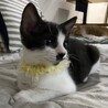 おぼっちゃまタイプのライライくん サムネイル2