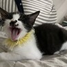 おぼっちゃまタイプのライライくん サムネイル3