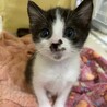 おぼっちゃまタイプのライライくん サムネイル4