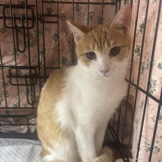 食いしん坊　金太郎