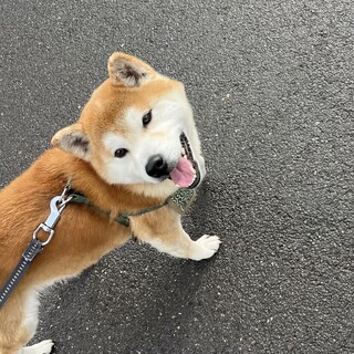 新しい家族募集☆人懐っこい柴【茶丸くん】です