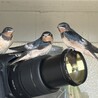 内の倉庫で育ったツバメ兄弟なり