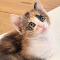 三毛猫のわかば♡さび猫のあおばと姉妹一緒に♡