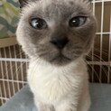 青い眼に魅せられて