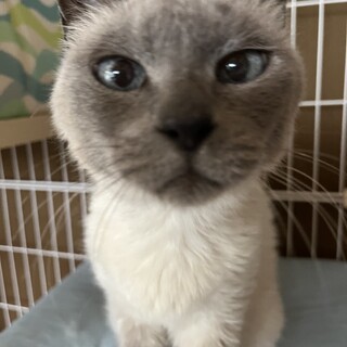 青い眼に魅せられて