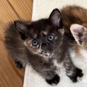 さび猫のあおば ♡ 三毛猫のわかばと姉妹一緒に♡