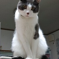 福(ふく)