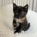 サビ三毛のあずきちゃん♪兄妹のよもぎくんと一緒優先