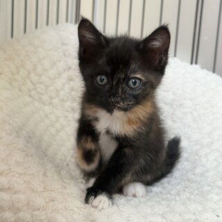サビ三毛のあずきちゃん♪兄妹のよもぎくんと一緒優先
