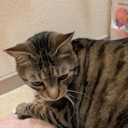 おトイレにお籠り