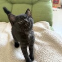黒猫のよもぎくん♪兄妹のあずきちゃんと一緒優先