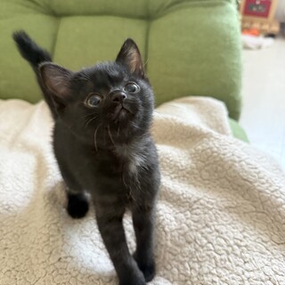 黒猫のよもぎくん♪兄妹のあずきちゃんと一緒優先