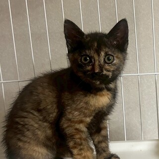 どっしりとした風格のサビ柄のダイアナちゃん