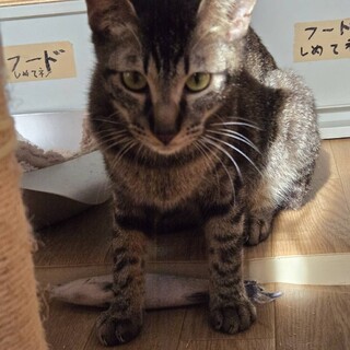 りりしい炭次郎くん！