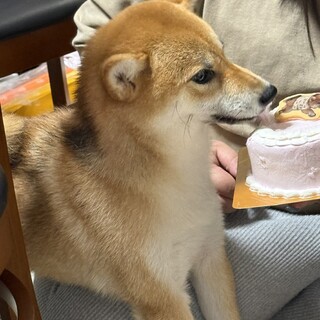 急募！1歳の柴犬です！