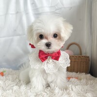 MILKY