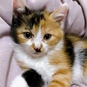 (重複) 2ヶ月 小柄でかわいいミケちゃん 