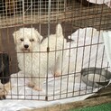 陽気な活発ボーイ