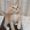 人馴れ抜群！飛びついてきます★マアムくん サムネイル5