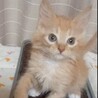人馴れ抜群！飛びついてきます★マアムくん サムネイル3