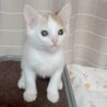 シッポが長くジャンプが得意♡ミルキーちゃん サムネイル2