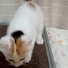 シッポが長くジャンプが得意♡ミルキーちゃん サムネイル3