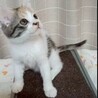 シッポが長くとてもキュート♡ほっぺちゃん サムネイル2
