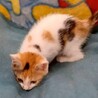 シッポが長くとてもキュート♡ほっぺちゃん サムネイル3