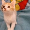 シッポが長くとてもキュート♡ほっぺちゃん サムネイル4