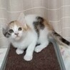 シッポが長くとてもキュート♡ほっぺちゃん サムネイル5