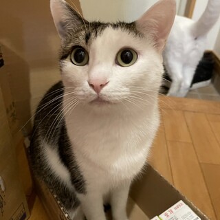 アプリコットトイプードル」東京都 - 犬の里親募集(263281