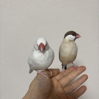 クリーム×シナモン　ペア