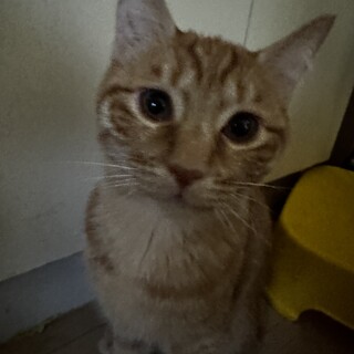 約生後3ヶ月 茶トラ兄妹の里親様募集