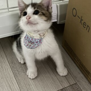 7/12長栄寺子猫まつり参加きじしろ子猫♀