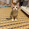 優しいお顔の三毛猫♡マロンちゃん